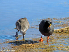 Fulica gigantea