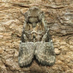 Meropleon ambifusca