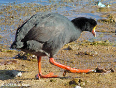 Fulica gigantea