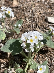 Heliotropium europaeum