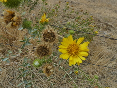 Grindelia camporum