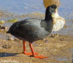 Fulica gigantea