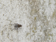 Anthomyia punctipennis