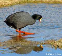 Fulica gigantea