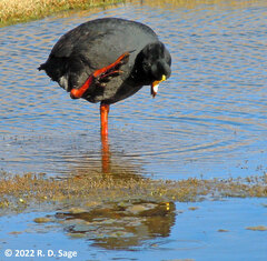 Fulica gigantea