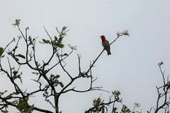 Anaplectes rubriceps