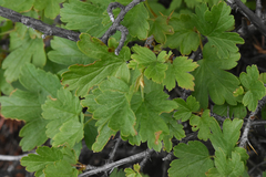 Ribes oxyacanthoides