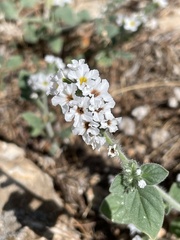Heliotropium europaeum