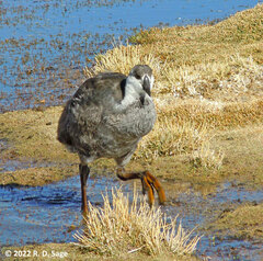 Fulica gigantea