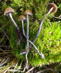 Psilocybe aztecorum