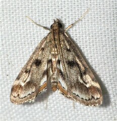Parapoynx obscuralis