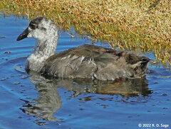 Fulica gigantea