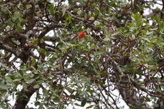 Anaplectes rubriceps