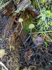 Psilocybe aztecorum