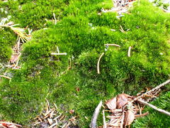 Campylopus flexuosus