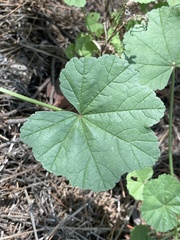 Malva sylvestris
