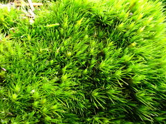 Campylopus flexuosus