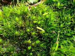 Campylopus flexuosus