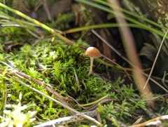 Psilocybe aztecorum