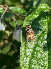 Eristalinus