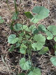 Malva sylvestris