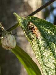 Eristalinus