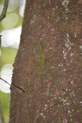 Draco