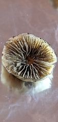 Psilocybe aztecorum