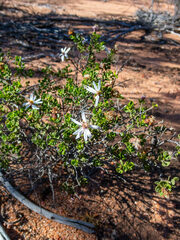 Olearia