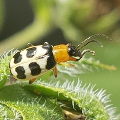 Paranapiacaba tricincta
