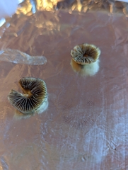 Psilocybe aztecorum
