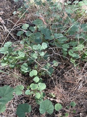 Malva sylvestris