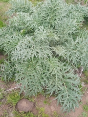 Cynara cardunculus