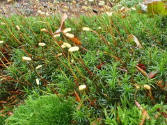 Polytrichum pallidisetum