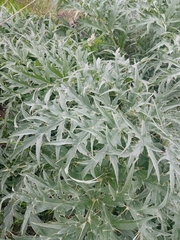 Cynara cardunculus