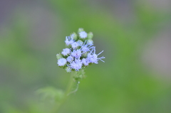 Conoclinium dissectum
