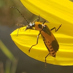 Chauliognathus basalis