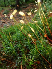 Polytrichum pallidisetum
