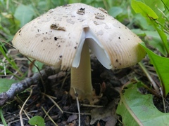 Amanita populiphila