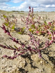 Suaeda maritima