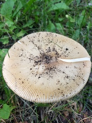 Amanita populiphila