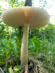Amanita populiphila