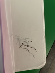 Bittacomorpha clavipes