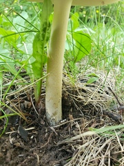 Amanita populiphila