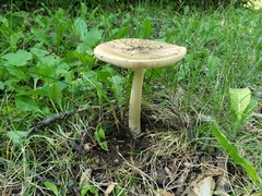Amanita populiphila