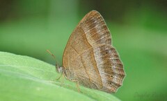 Yphthimoides ochracea