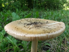Amanita populiphila