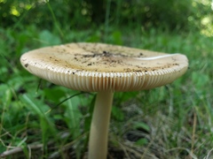 Amanita populiphila