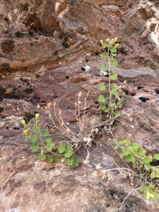 Perityle tenella