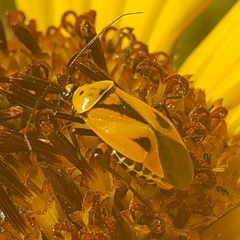Neocapsus